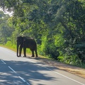 Die Elefanten kamen bis auf die Haupstrasse
