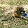 Die Affen klauen von den Touris alles was nicht niet- und nagelfest ist