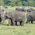 Elefantenherde im Nationalpark