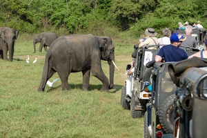 Die Elefanten kamen ganz schön nah an uns ran ...