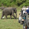 Die Elefanten kamen ganz schön nah an uns ran ...