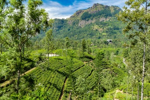 Der berühmte Ceylon-Tee