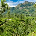 Der berühmte Ceylon-Tee