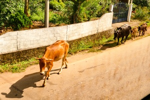 Heilige Kühe laufen hier öfters die Straße rauf und runter ...