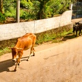 Heilige Kühe laufen hier öfters die Straße rauf und runter ...