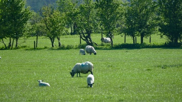 Schafe ... überall Schafe ...