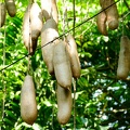 Leberwustbaum - Bogor: Kebun Raya (Botanischer Garten)