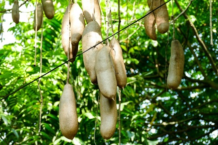 Leberwustbaum - Bogor: Kebun Raya (Botanischer Garten)