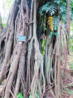Ficus / Bogor: Kebun Raya (Botanischer Garten