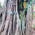 Ficus / Bogor: Kebun Raya (Botanischer Garten