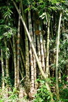 Bambus / Bogor: Kebun Raya (Botanischer Garten)
