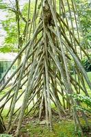 Bogor: Kebun Raya (Botanischer Garten)