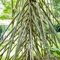 Bogor: Kebun Raya (Botanischer Garten)