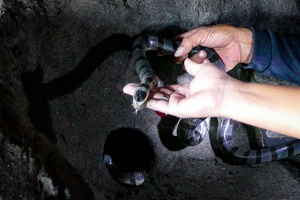 Bali:  Höhle Ular Suci: Heilige Schlangen