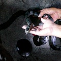 Bali:  Höhle Ular Suci: Heilige Schlangen