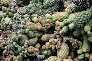 Jardin de Cactus