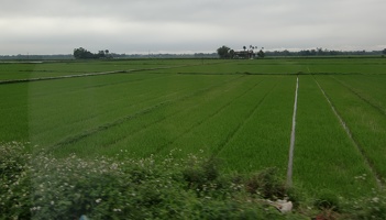 Reisfelder