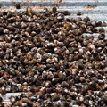 Markt: Getrocknete Muscheln