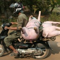 Arme Schweine: Es geht zum Schlachter
