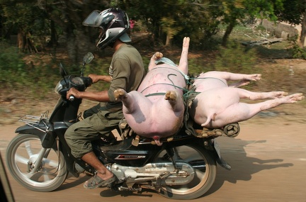Arme Schweine: Es geht zum Schlachter