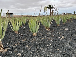 La Oliva - Finca Canarias Aloe Vera