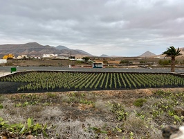 La Oliva - Finca Canarias Aloe Vera