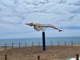 La Oliva - Skelett Ziphius cavirostris