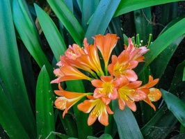 Monte Palace Tropical Garden