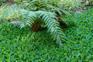 Monte Palace Tropical Garden