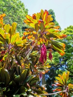 Funchal
