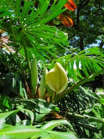 Funchal