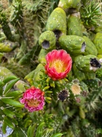 2023-08 Madeira-0187