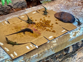 Gecko-Fütterung
