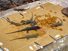 Gecko-Fütterung