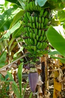 Rota da Banana