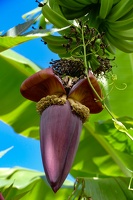 Rota da Banana