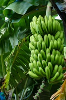 Rota da Banana