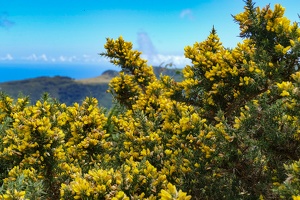 Pico da Fonte do Bispo