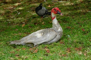 Funchal - Santa Catarina Park