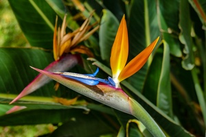 Funchal - Santa Catarina Park
