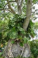Funchal - Santa Catarina Park