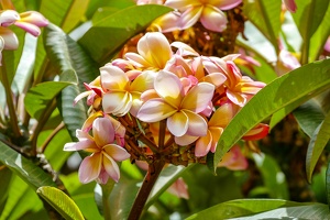 Funchal - Santa Catarina Park