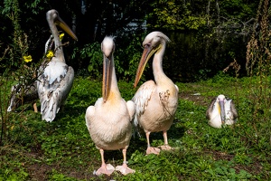 Zoo Frankfurt