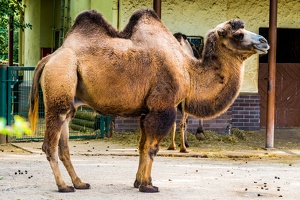 Zoo Frankfurt