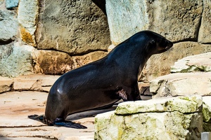 Zoo Frankfurt