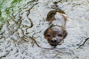 Zoo Frankfurt