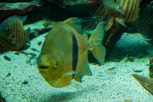 Zoo Frankfurt
