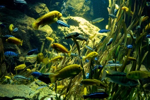 Zoo Frankfurt