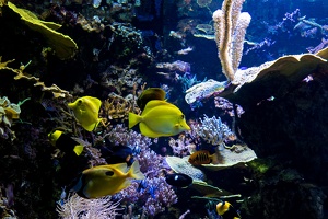 Zoo Frankfurt