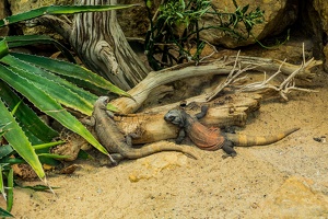 Zoo Frankfurt